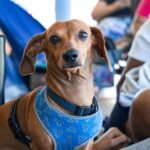 brown short coated dog wearing blue and white shirt