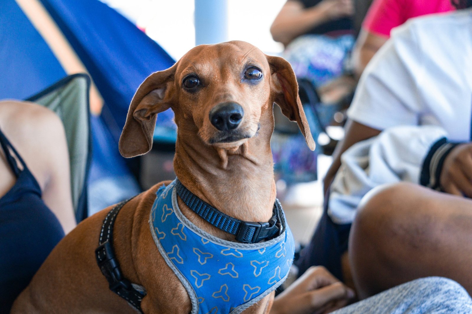 brown short coated dog wearing blue and white shirt